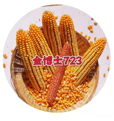 玉米种子 玉米种子